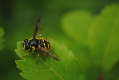 Sericomyia chrysotoxoides image