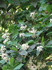 Ehretia tinifolia