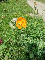 Papaver oreophilum