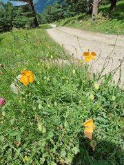 Papaver oreophilum