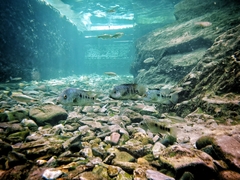 Herichthys carpintis