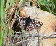 Euphydryas editha bayensis