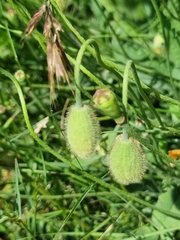Papaver oreophilum