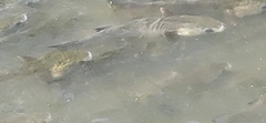 Actinopterygii