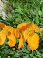 Papaver oreophilum