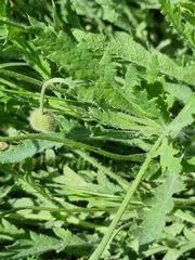 Papaver oreophilum