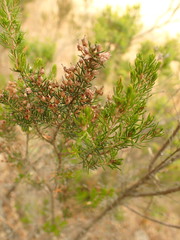 Erica arborea