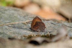 Mahathala ameria