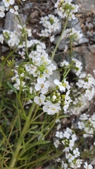 Dontostemon pinnatifidus