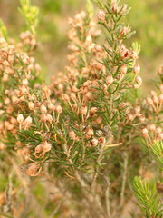 Erica arborea
