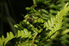 Dryopteris affinis