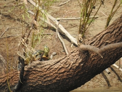 Trachemys venusta venusta