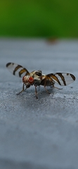 Myennis octopunctata