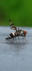 Myennis octopunctata