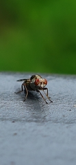 Myennis octopunctata