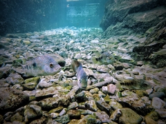 Herichthys carpintis