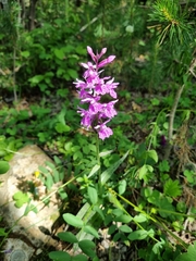 Dactylorhiza urvilleana