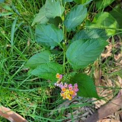Lantana camara