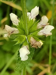Stachys recta