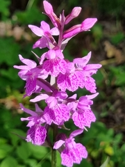 Dactylorhiza urvilleana