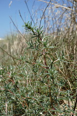 Petrosimonia brachiata