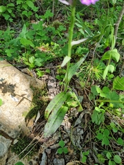 Dactylorhiza urvilleana