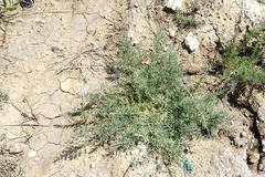 Suaeda prostrata
