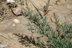 Suaeda prostrata