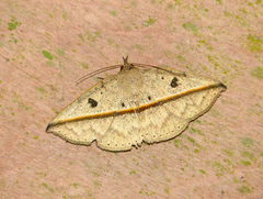Ugia disjungens