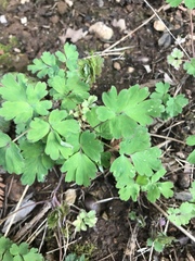 Aquilegia formosa