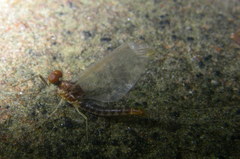 Ephemerella invaria