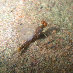 Ephemerella invaria