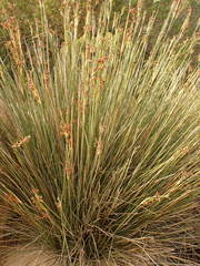 Juncus
