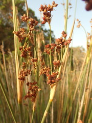 Juncus