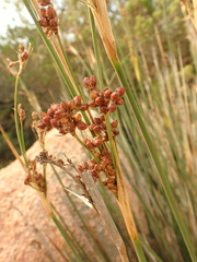 Juncus