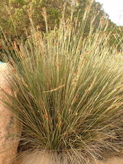 Juncus