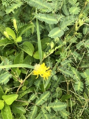 Neptunia oleracea