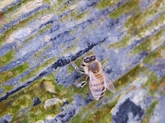 Apis mellifera