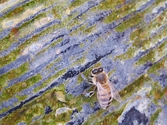 Apis mellifera