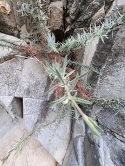 Epilobium canum
