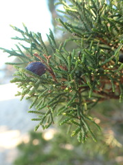 Juniperus phoenicea