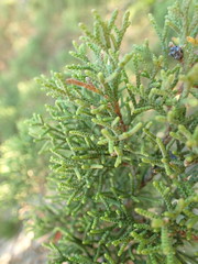 Juniperus phoenicea