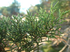 Juniperus phoenicea