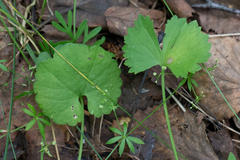 Ranunculus cassubicus