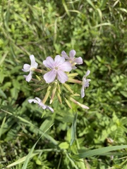 Saponaria