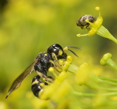 Ectemnius stirpicola