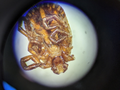 Photo of Asian Longhorned Tick (Haemaphysalis longicornis)