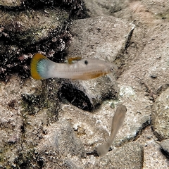 Poecilia mexicana