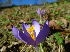 Crocus serotinus