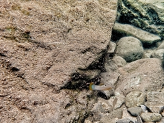 Poecilia mexicana